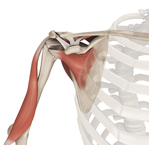 Shoulder Anatomy